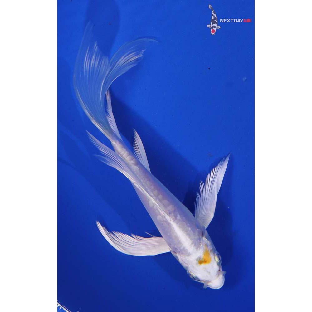 5.5” Imported Doitsu Lemon Hariwake Butterfly Koi