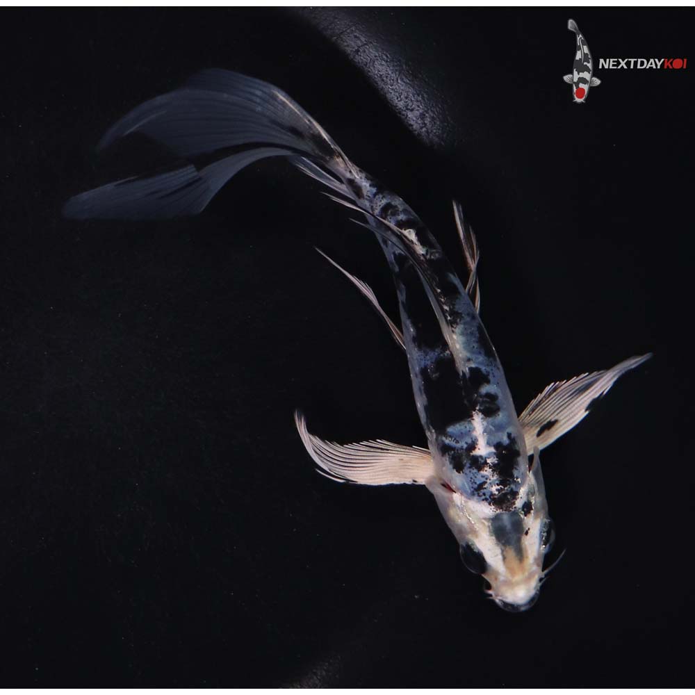 6” Imported Doitsu Gin Shiro Bekko Butterfly Koi