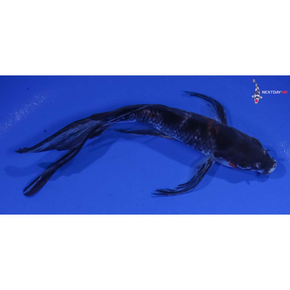 6” Imported Showa Butterfly Koi