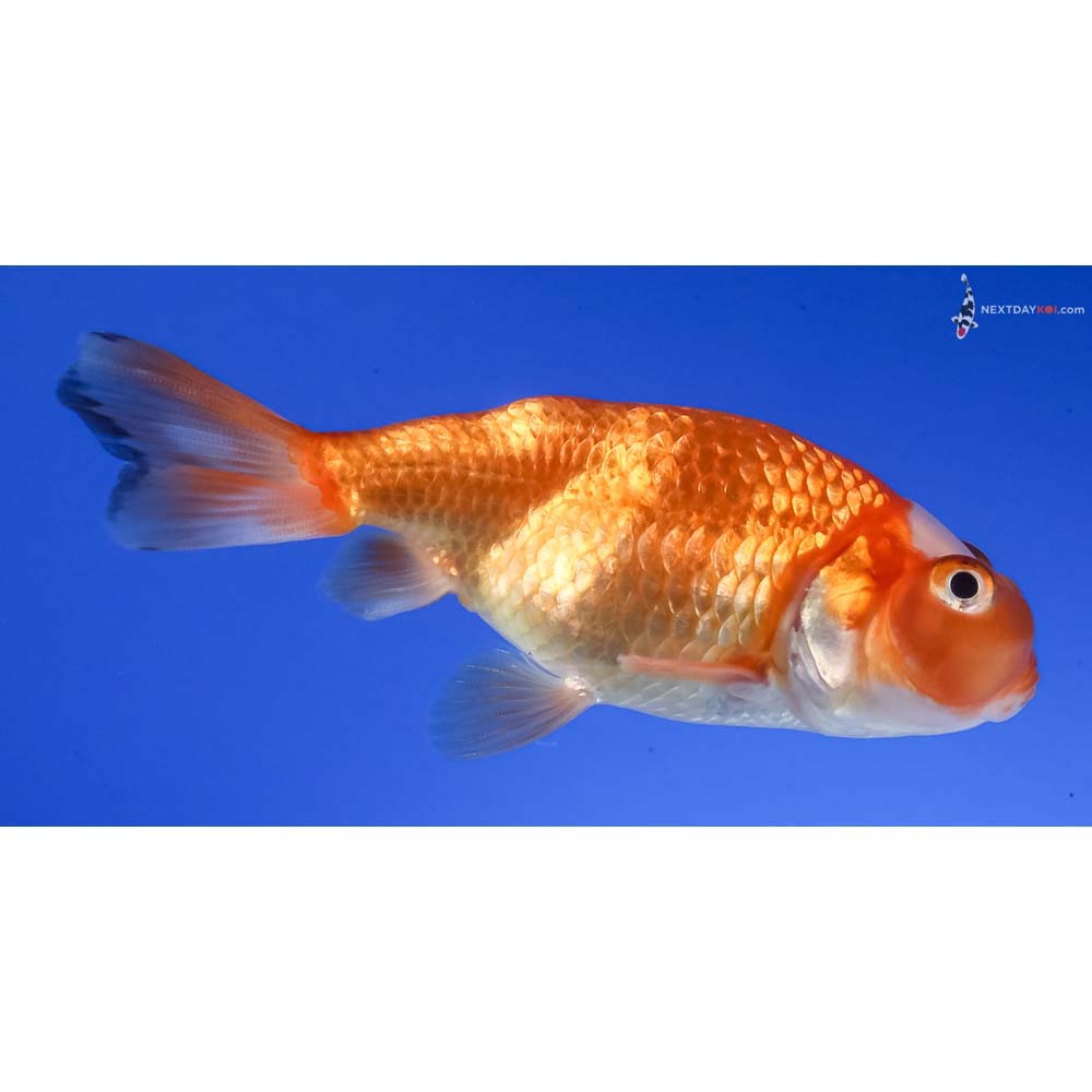 3” Imported Red and White Bubble Eye