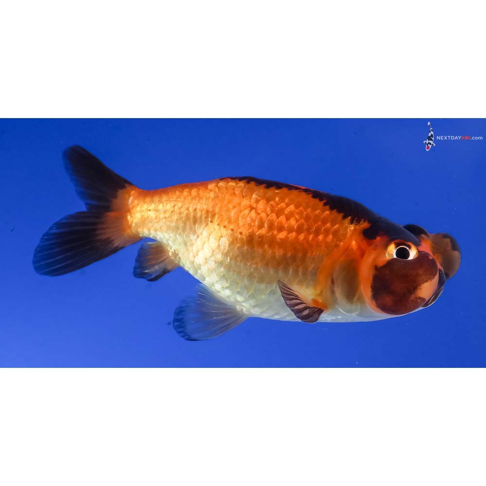 3” Imported Red and Black Bubble Eye