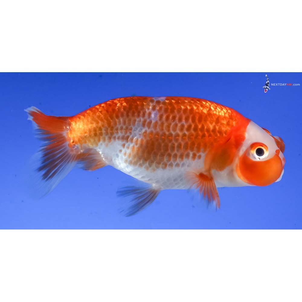 3.5” Imported Red and White Bubble Eye