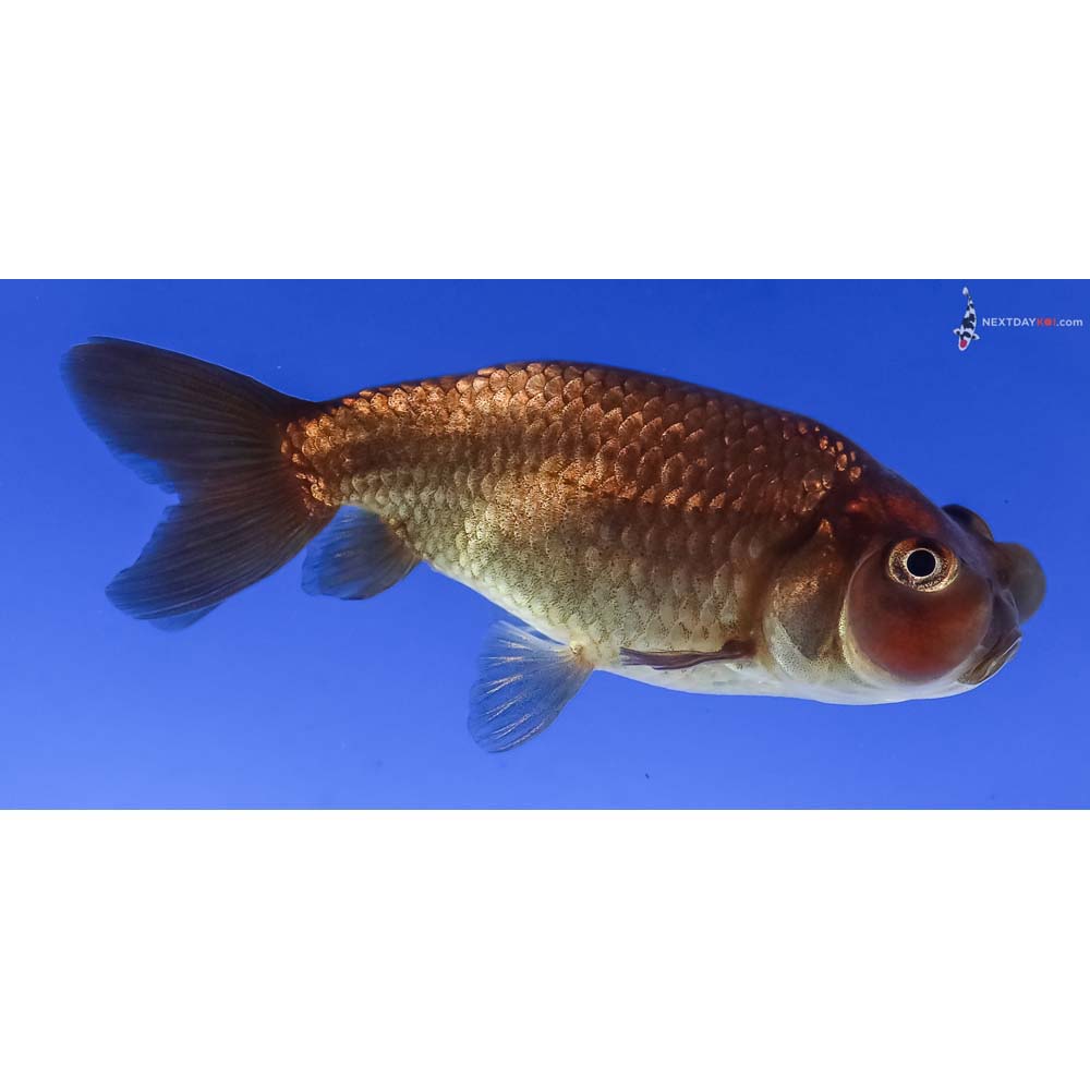 3” Imported Chocolate Bubble Eye