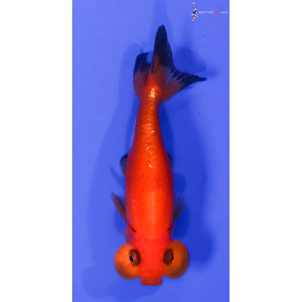 3.5” Imported Red and Black Bubble Eye