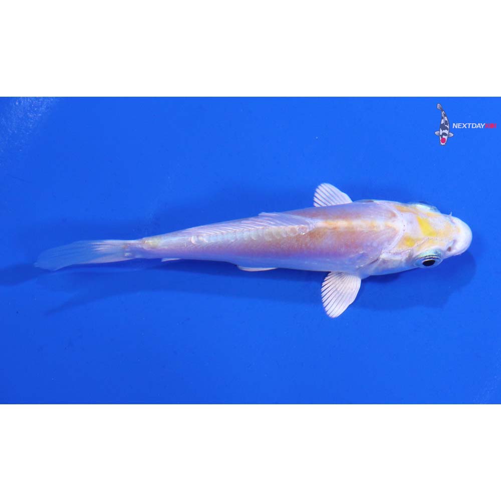 3.5” Imported Doitsu Lemon Hariwake