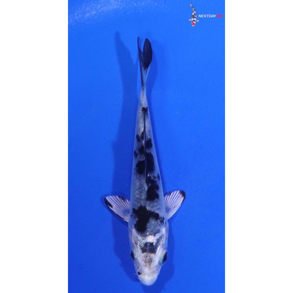 3.5” Imported Gin Shiro Bekko