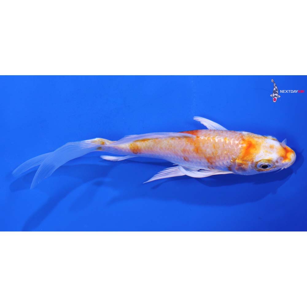 5.5” Imported Hariwake Butterfly Koi