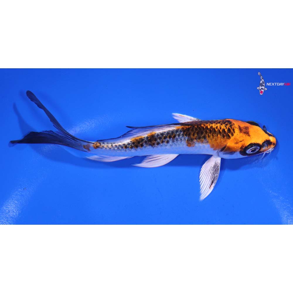 5.5” Imported Kujaku Butterfly Koi