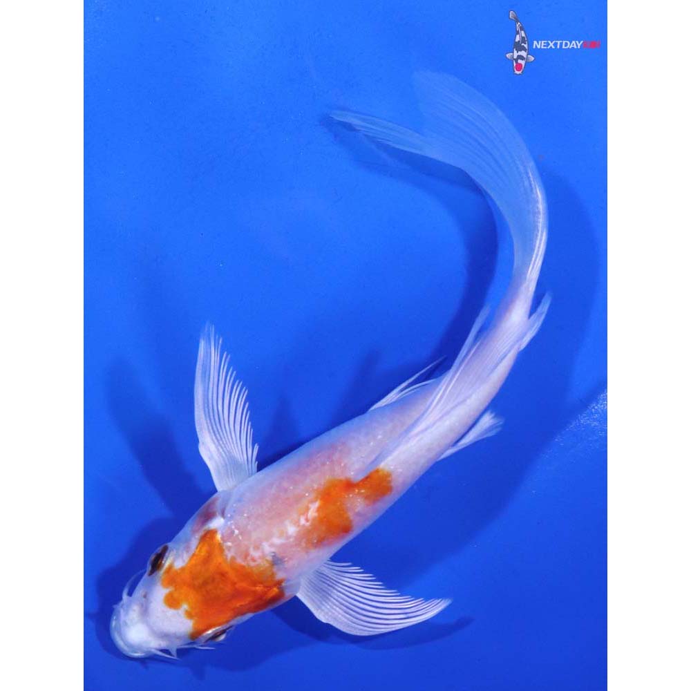 5.5” Imported Hariwake Butterfly Koi