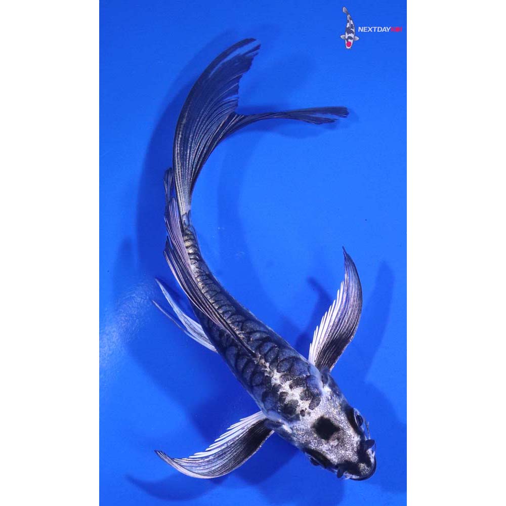 5.5” Imported Kikokuryu Butterfly Koi
