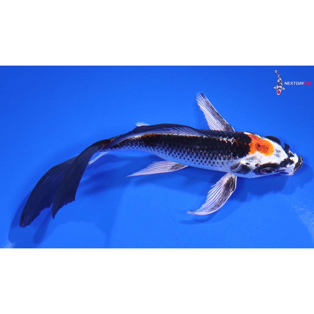 5.5” Imported Kujaku Butterfly Koi