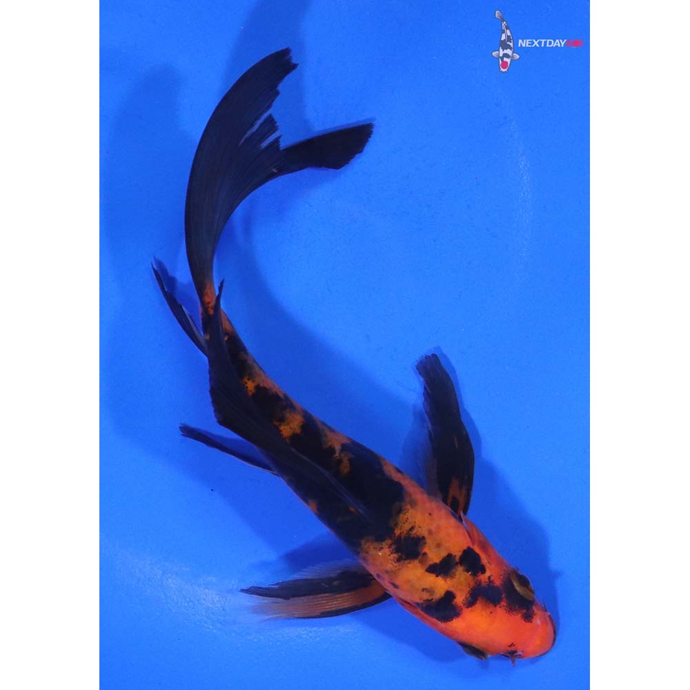 5.5” Imported Aka Bekko Butterfly Koi