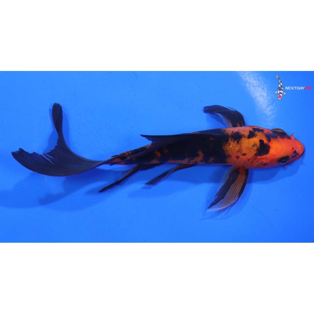 5.5” Imported Aka Bekko Butterfly Koi