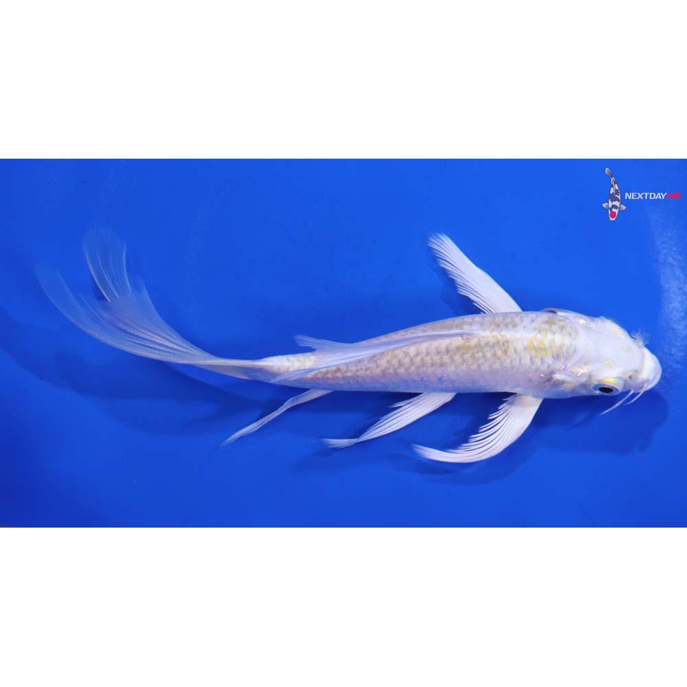 5.5” Imported Lemon Hariwake Butterfly Koi