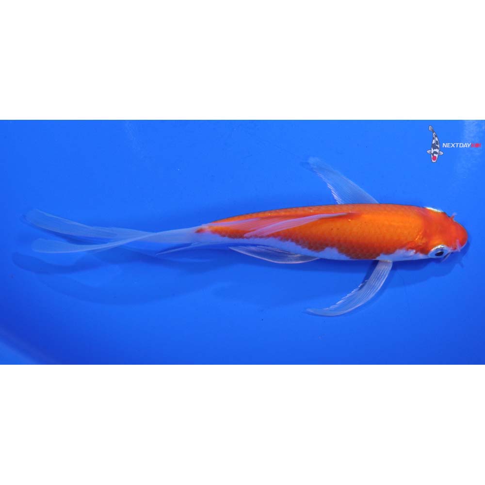 5.5” Imported Kohaku Butterfly Koi