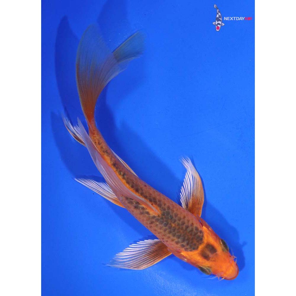 5.5” Imported Orenji Matsuba Butterfly Koi
