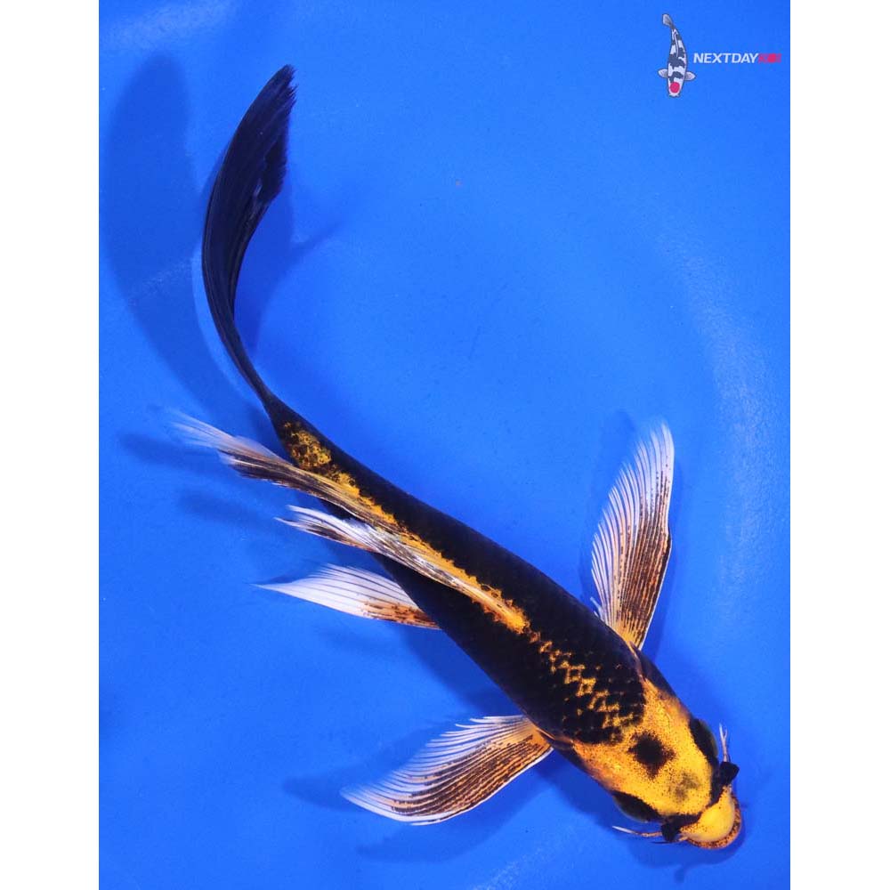 6” Imported Orenji Matsuba Butterfly Koi