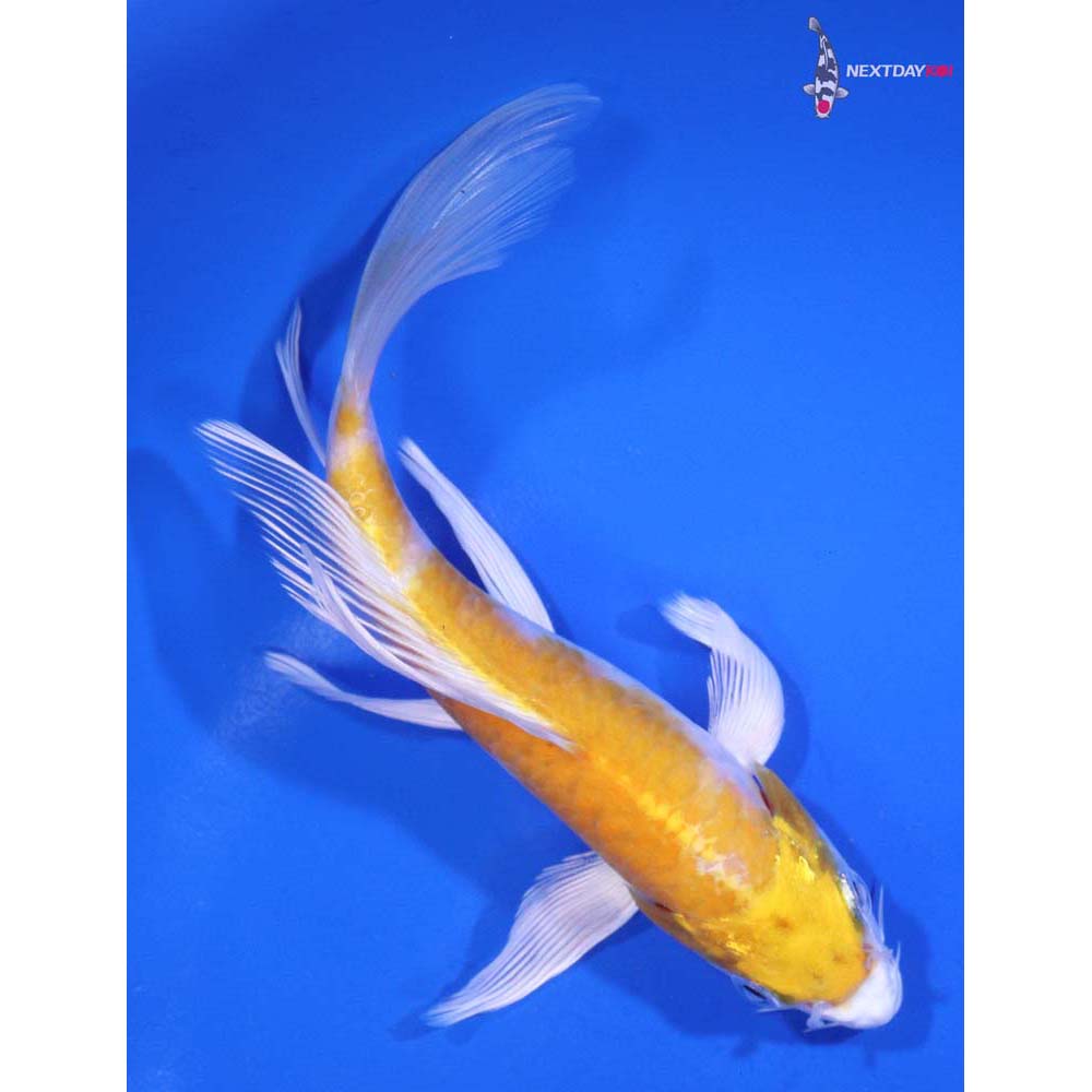 6” Imported Armor Scaled Lemon Hariwake Butterfly Koi
