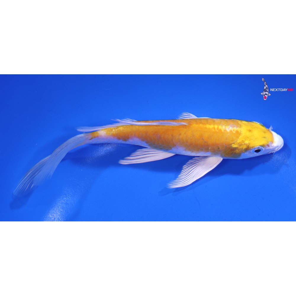 6” Imported Armor Scaled Lemon Hariwake Butterfly Koi
