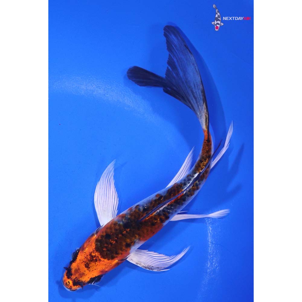 6” Imported Kujaku Butterfly Koi