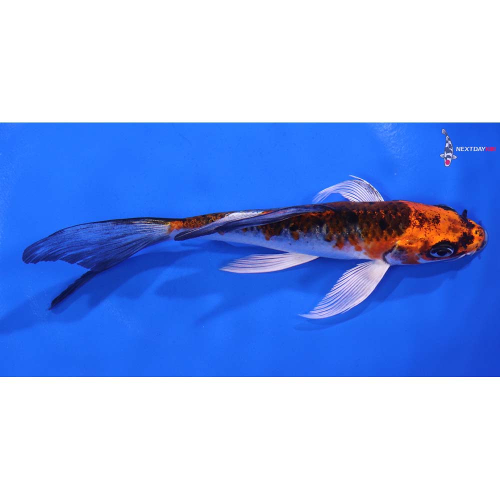6” Imported Kujaku Butterfly Koi