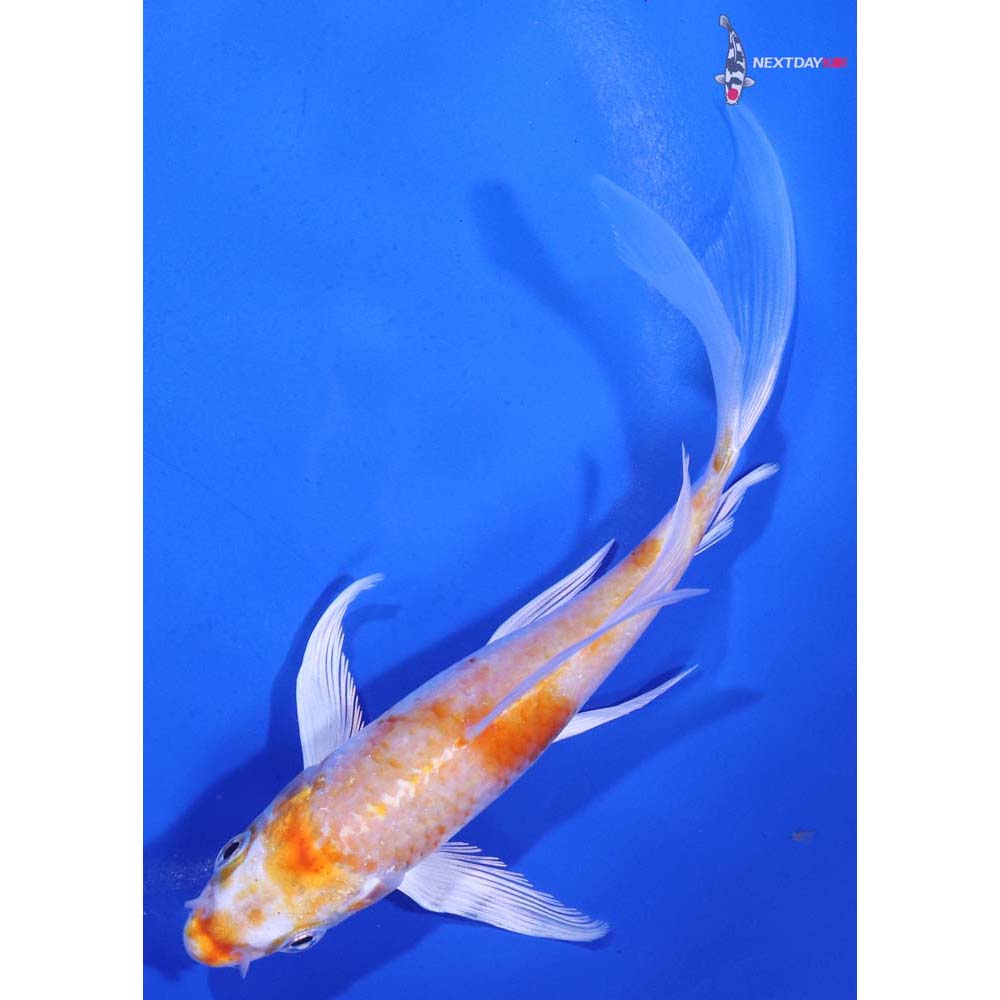 5.5” Imported Hariwake Butterfly Koi