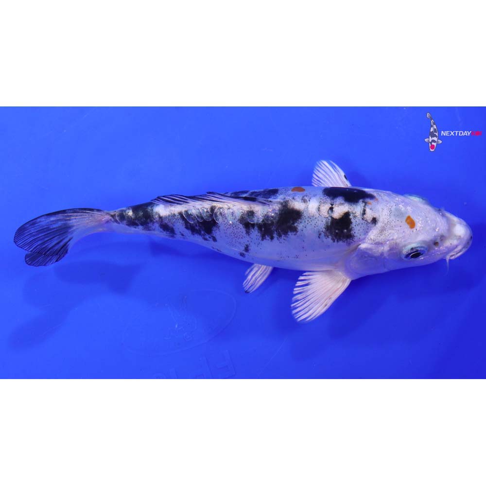 6” Imported Heisei Nishiki