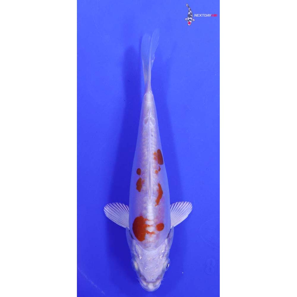 5.5” Imported Kikusui