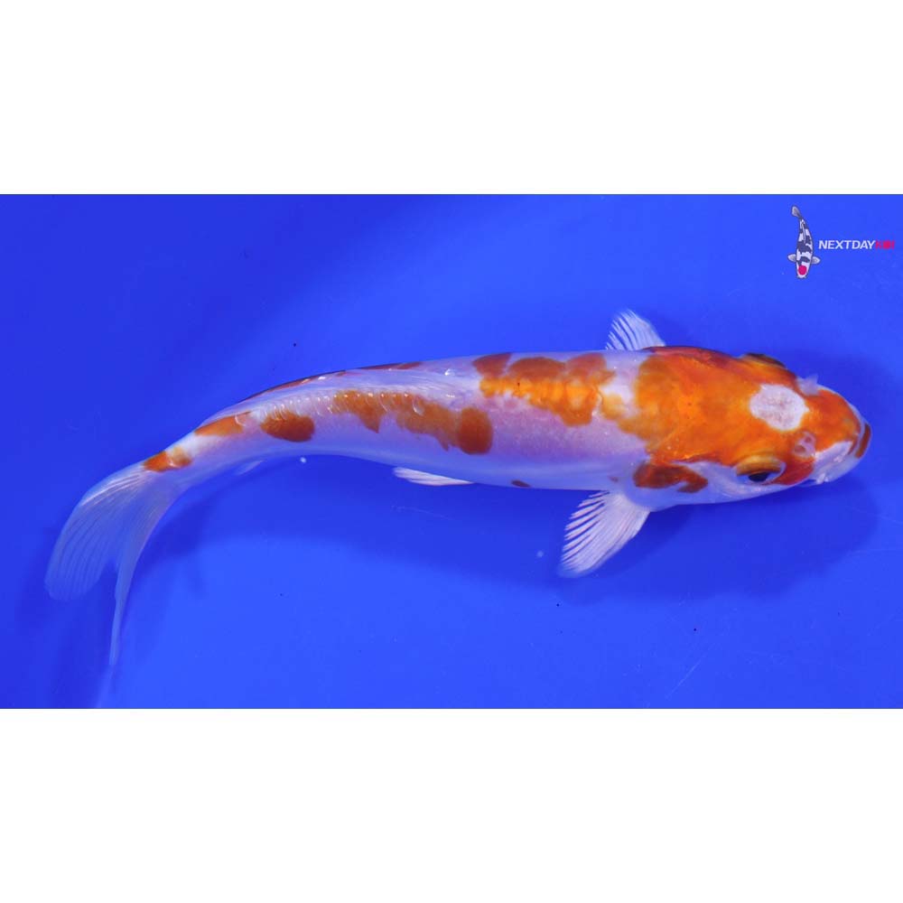 6.5” Imported Kikusui