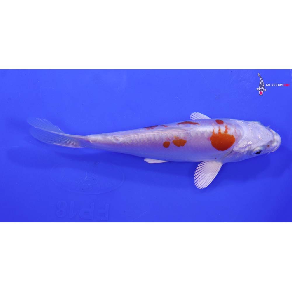 5.5” Imported Kikusui