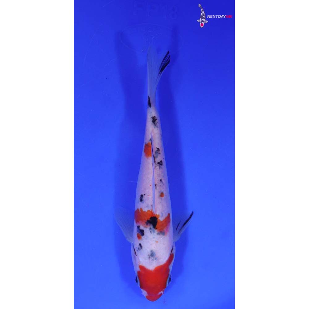 6.5” Imported Sanke