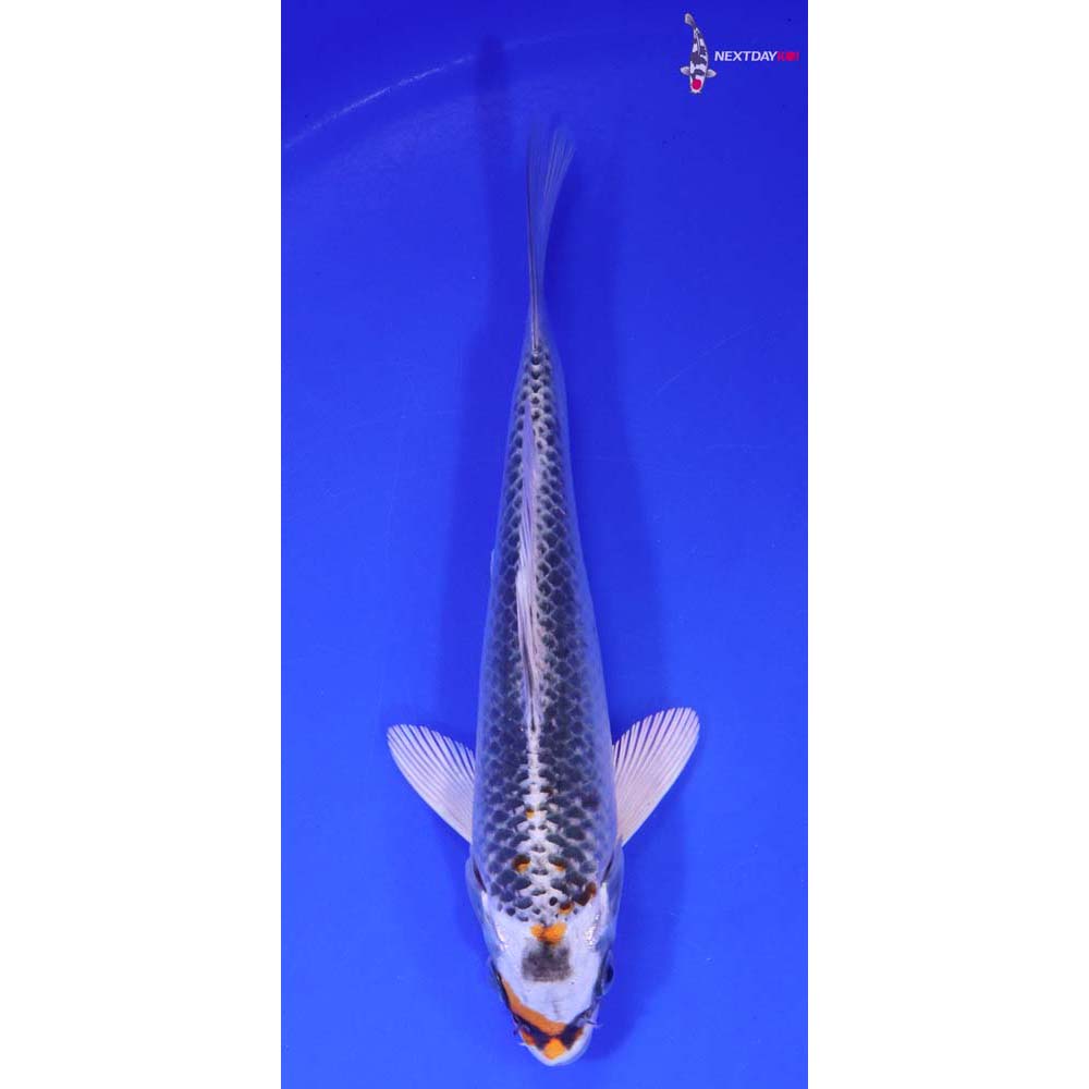 6.5” Imported Kujaku