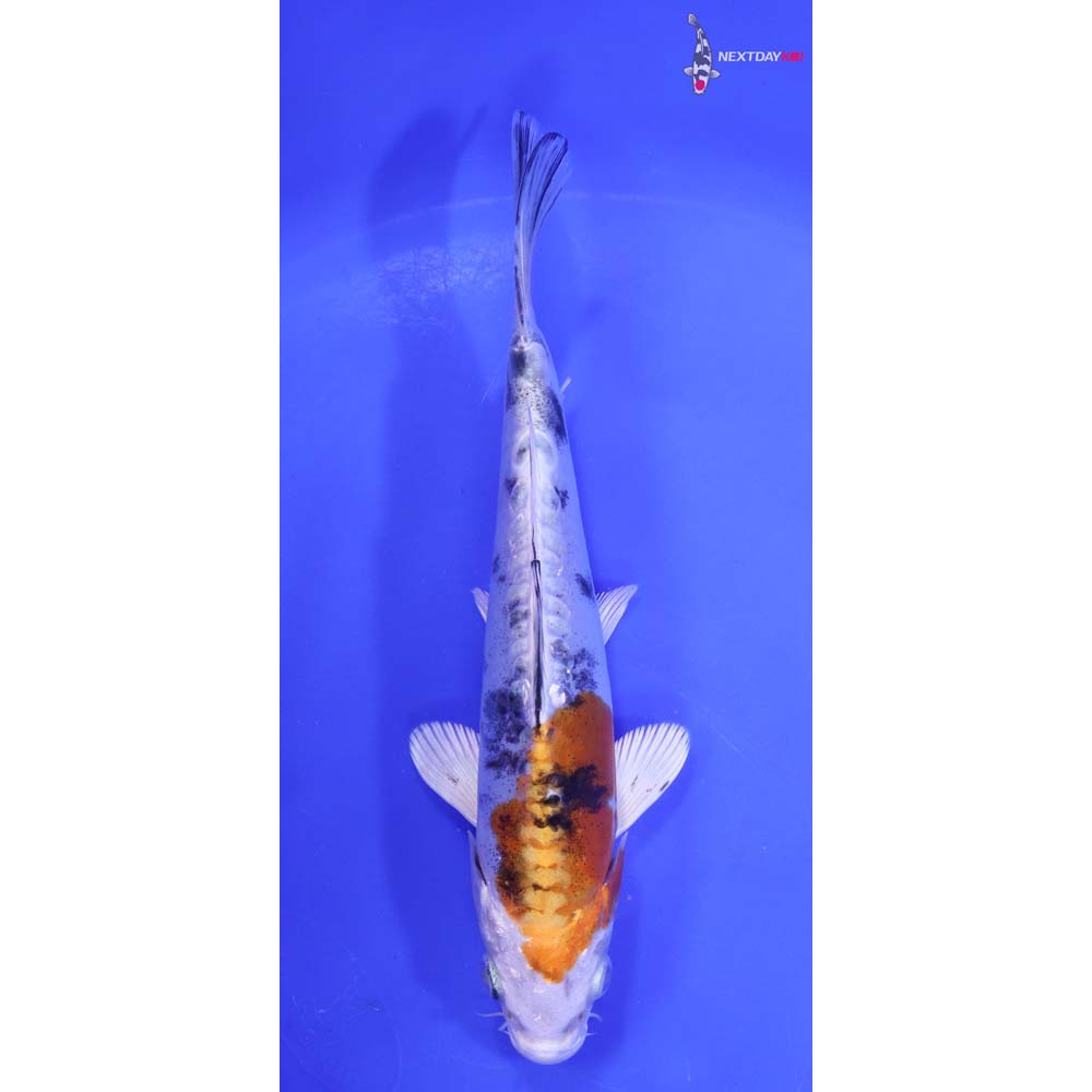 7” Imported Heisei Nishiki