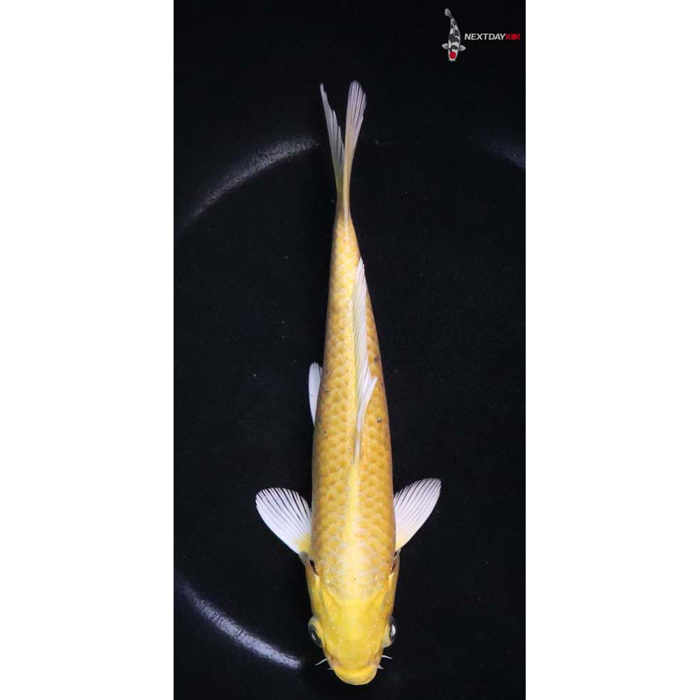 7” Imported Yamabuki Ogon