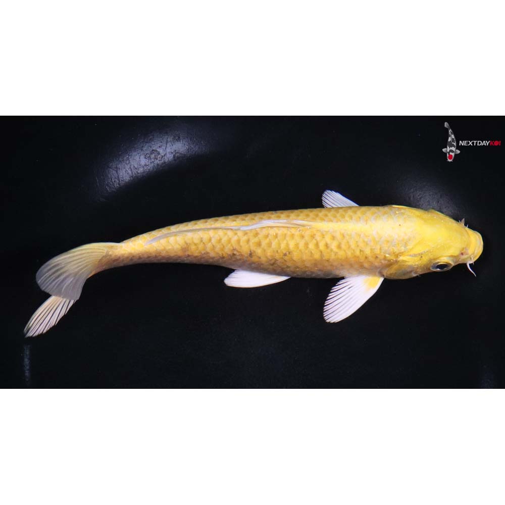 7” Imported Yamabuki Ogon