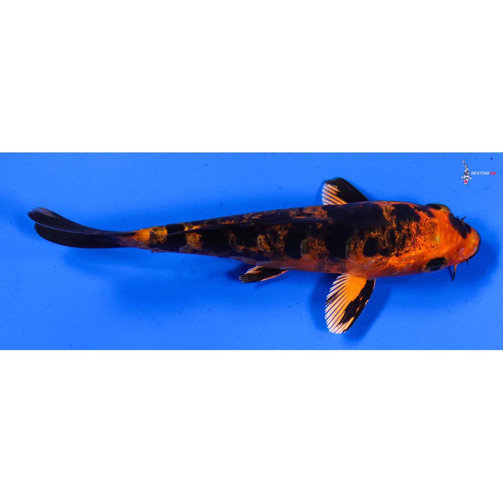 4.5” Imported Doitsu Kin Aka Bekko