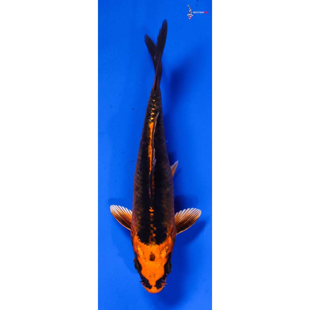 4.5” Imported Orenji Matsuba