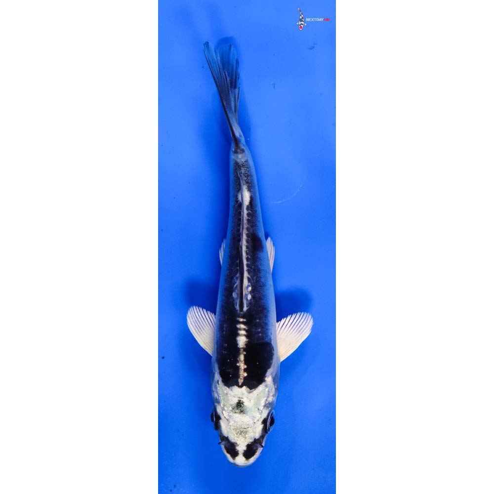 5” Imported Doitsu Gin Matsuba