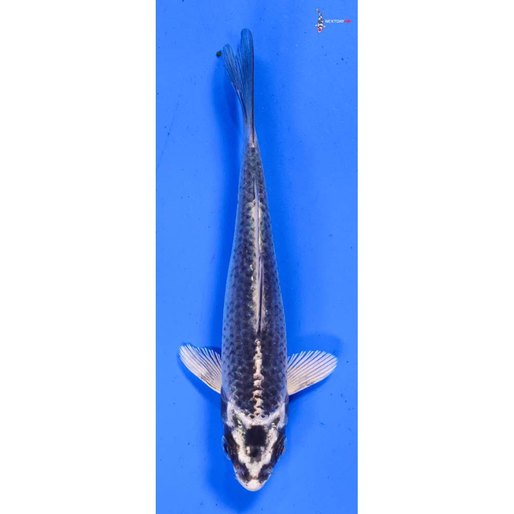 4.5” Imported Gin Matsuba