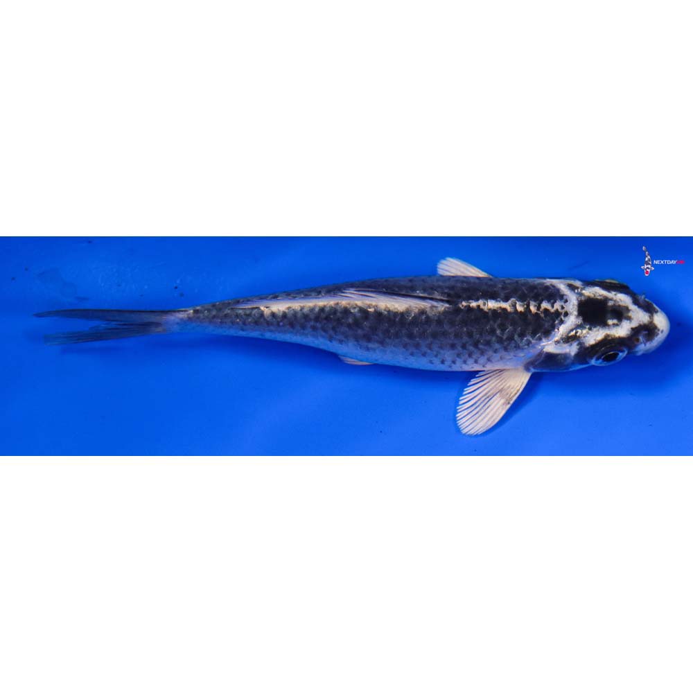 4.5” Imported Gin Matsuba