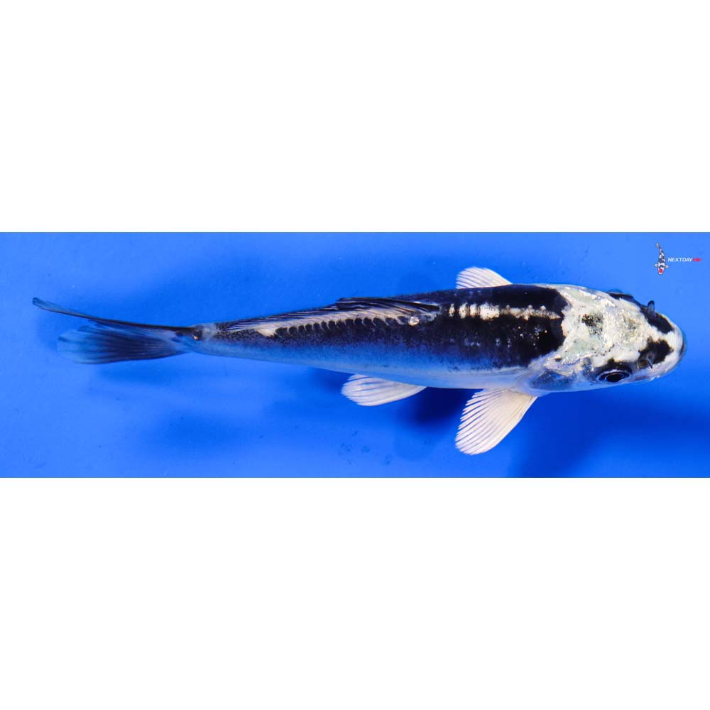 5” Imported Doitsu Gin Matsuba