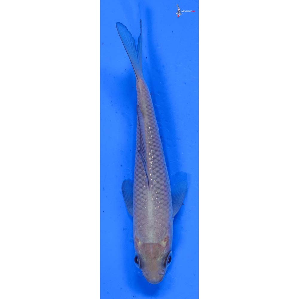 4” Imported Soragoi