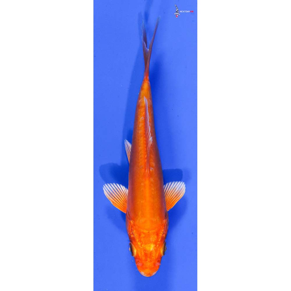 4” Imported Doitsu Orenji Ogon