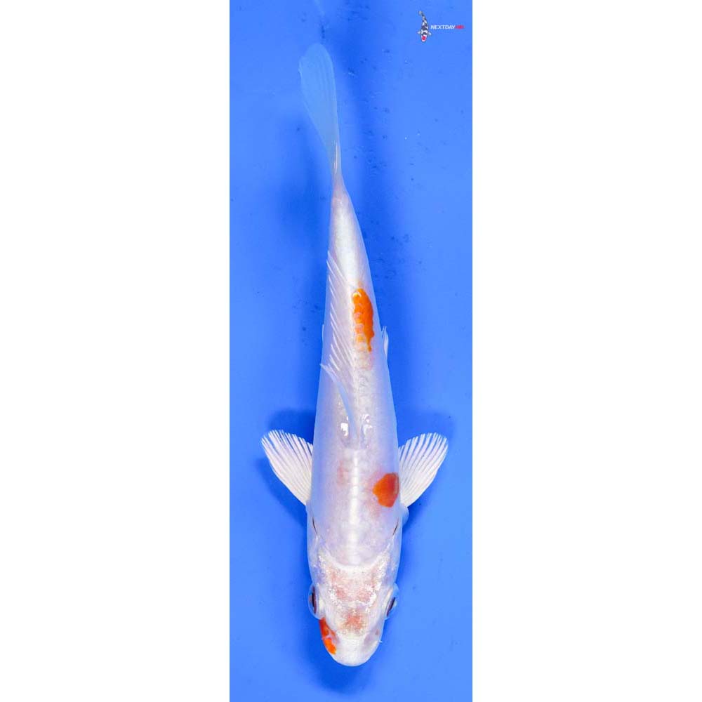 5” Imported Kikusui