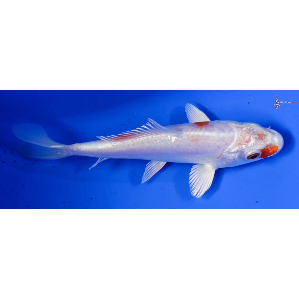 5” Imported Kikusui