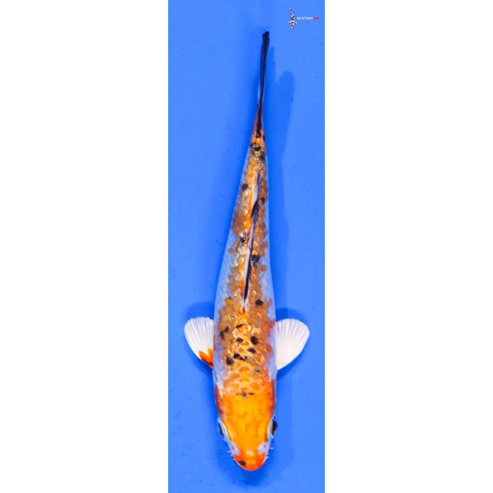 5” Imported Gin Rin Yamato Nishiki