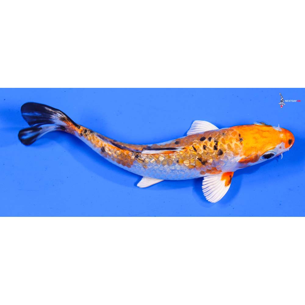 5” Imported Gin Rin Yamato Nishiki