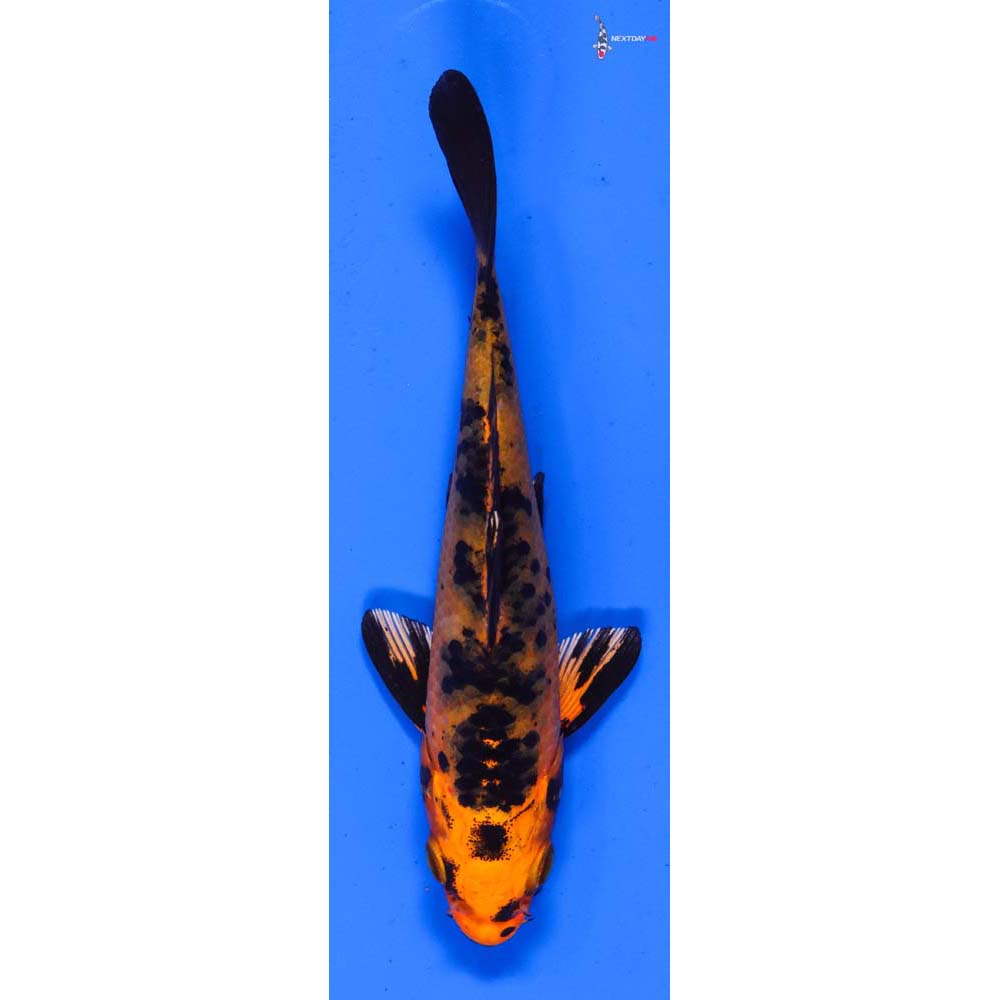 5” Imported Kin Aka Bekko