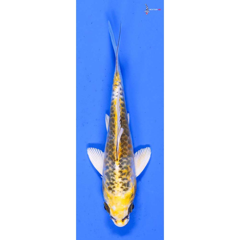 4.5”  Imported Armor Scaled Kujaku