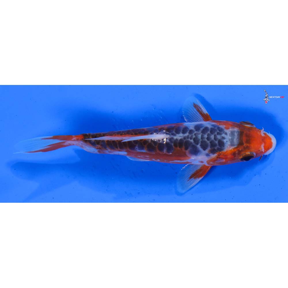 5” Imported Shusui